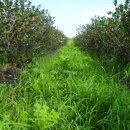 백연농장 이미지