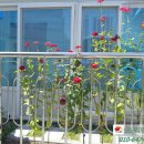 소답동236 이미지