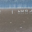 철새탐조대 이미지