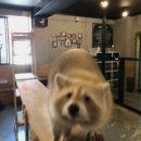 쿠니쿠니
