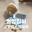 하루멍멍 | 하루종일 신나는 고양이사냥놀이, 멍멍집사 인증 고양이스크래쳐 장난감 후기