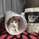 Bite4Pet (비포펫) | 핑코템_고양이 벤토나이트 모래, 포펫포펫 벤토냥이트