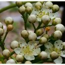 마가목민박 이미지