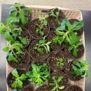 세가래로 이미지