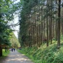 상관편백숲 공영주차장 이미지