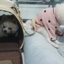 봉순두부 이미지