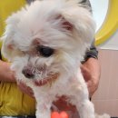 슈나우펫 이미지