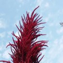 아마란스 이미지