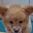 댕쓰마켓 이미지