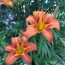 베다니농장 이미지