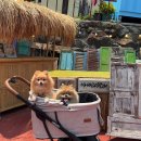 바바라 발리 이미지