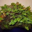 석위(식물) : 일엽초, 세뿔석위, 창석위, 애기석위 이미지