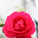 오월의여왕 이미지