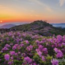 '산청, 꽃으로 물들다'…황매산철쭉제 27일 개막 이미지