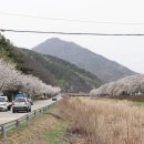 송광사 왕벚나무길 이미지