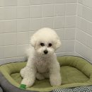 세천로7길 | 대구 애견카페 추천 &#39;짜세프렌즈&#39; 후기 !!