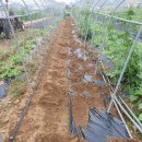 미인오이 2차 심었습니다. 이미지