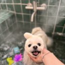 스파펫살롱 이미지