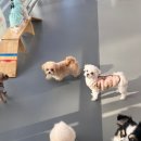 베비댕 이미지