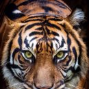 호랑이 이미지
