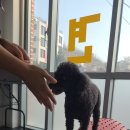 힐링독 반려견센터 이미지