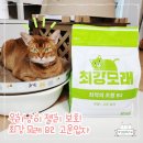 고양이의 말랑한 젤리 보호! 최강모래 B2 고운 입자 사용 후기