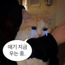 요코국 1학년 후기