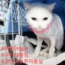 야옹하다 네이버블로그