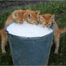 개와고양이 이미지