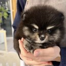 도그도기 이미지