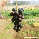 (주)포도스튜디오 이미지