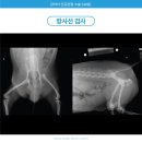 안산 센트럴 동물병원 | 소형견 고관절 탈구, 안산동물병원 인공 고관절 전치환술 THR 후기