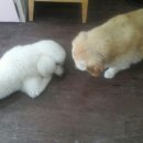 마이펫살롱 이미지