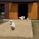 다온펫 | 반려동물 인플루언서 펫블로거 네발로그 3차 정모 후기!