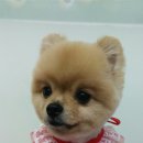 뽀도DOG 이미지