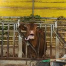 풍기동물병원 이미지