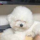 리리 펫살롱 | 대덕구애견미용, 리리네펫살롱에서 비숑 스포팅 미용 후기