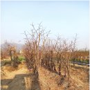 상왕농장 이미지