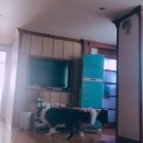 카타리나플라워 이미지