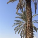 엔게디(Ein Gedi) 이미지