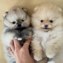 베베멍 강아지고양이분양 시흥본점 이미지