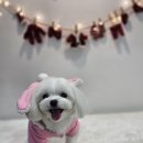 윤퍼피살롱 이미지