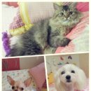 퍼피스캔들 이미지