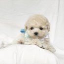 데스티니 퍼피 이미지