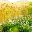 하얀민들레 이미지