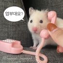 플로잉포레스트