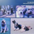 경산의 삽살개육종연구소 | 경산 가볼만한곳 로망스투어 경산광역시티투어 1박2일