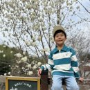 공곶이 언덕 | 거제 수선화명소 공곶이