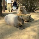 [임신 36주 차] 에버랜드 데이트, 가진통 시작