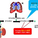 혈압조절, 간, 신장, 폐, 부신, 호르몬 분비, 이미지